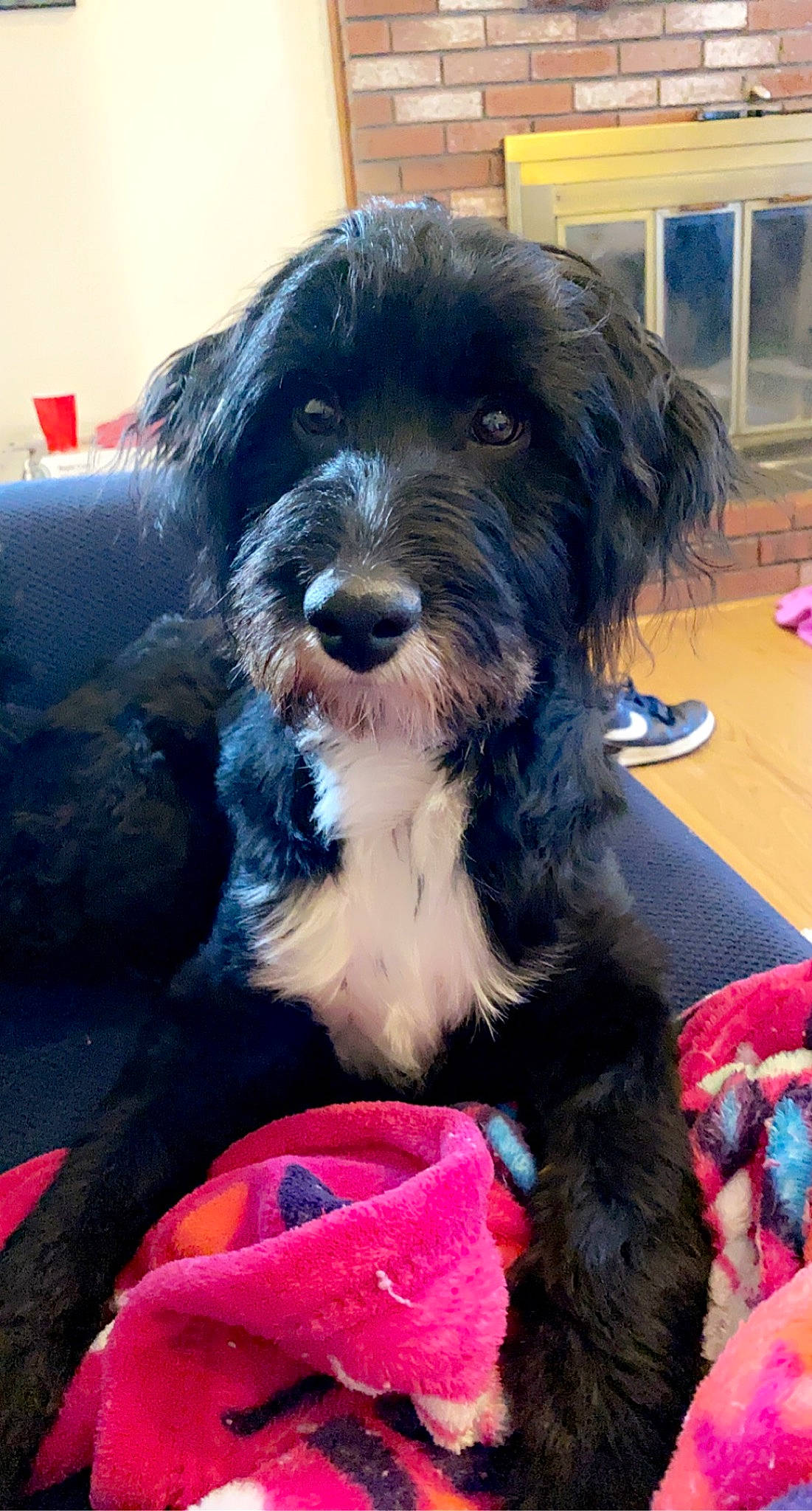 Chappy joined the competition — help win amazing prizes! canidae, carnivore, collar, companion_dog, dog, dog_breed, dog_collar, fur, maltepoo, puppy_love, schnauzer, small_terrier, snout, sporting_group, terrier, toy_dog, water_dog, working_animal, working_dog, yorkipoo