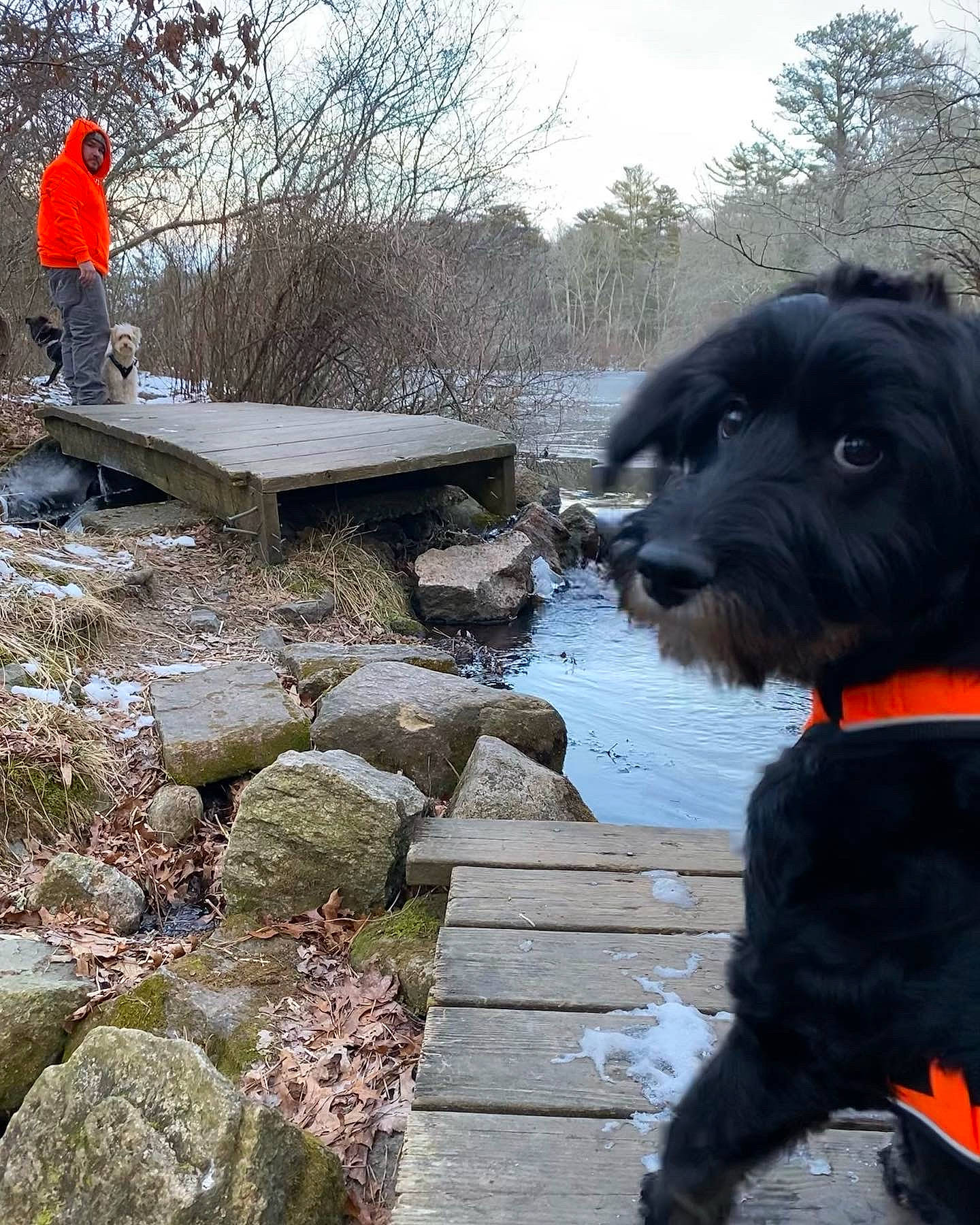 Chappy joined the competition — help win amazing prizes! carnivore, cloud, collar, companion_dog, dog, dog_breed, dog_collar, gun_dog, leash, leisure, plant, retriever, sky, snout, sporting_group, tree, water, winter, wood, working_animal