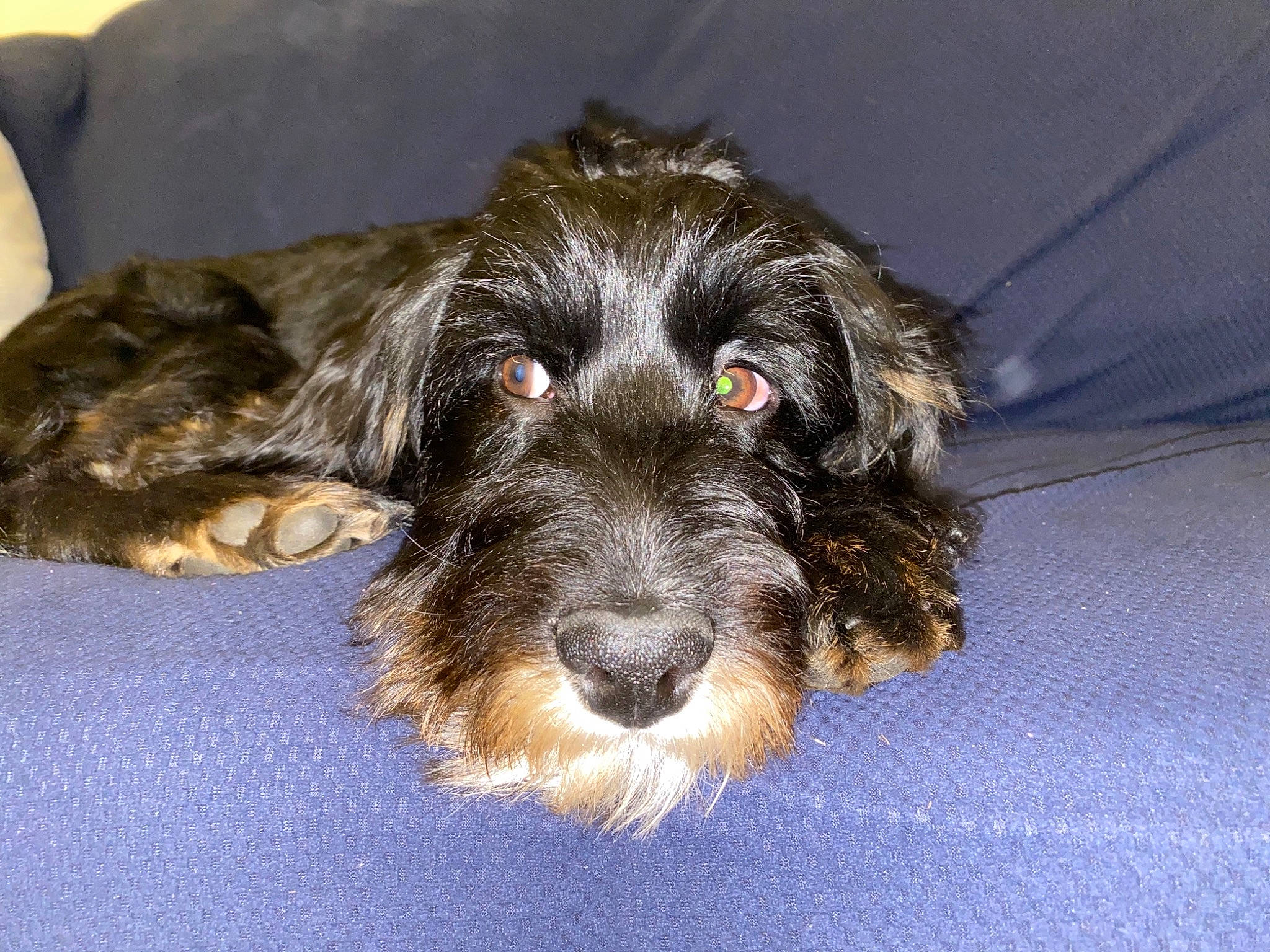 Chappy joined the competition — help win amazing prizes! canidae, carnivore, companion_dog, couch, dog, dog_breed, fur, schnauzer, small_terrier, snout, sporting_group, terrier, toy_dog, water_dog, working_animal