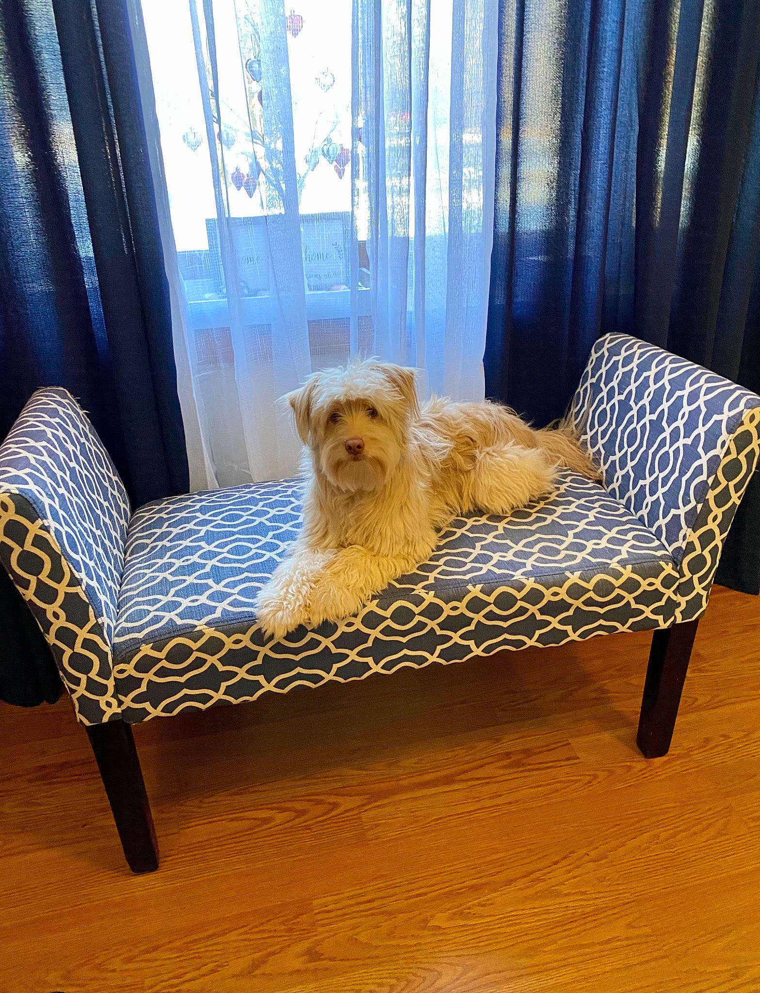 Freddie joined the competition — help win amazing prizes! carnivore, chair, comfort, companion_dog, couch, curtain, dog, dog_breed, dog_supply, fawn, floor, flooring, furniture, hardwood, interior_design, living_room, outdoor_furniture, pet_supply, rectangle, wood