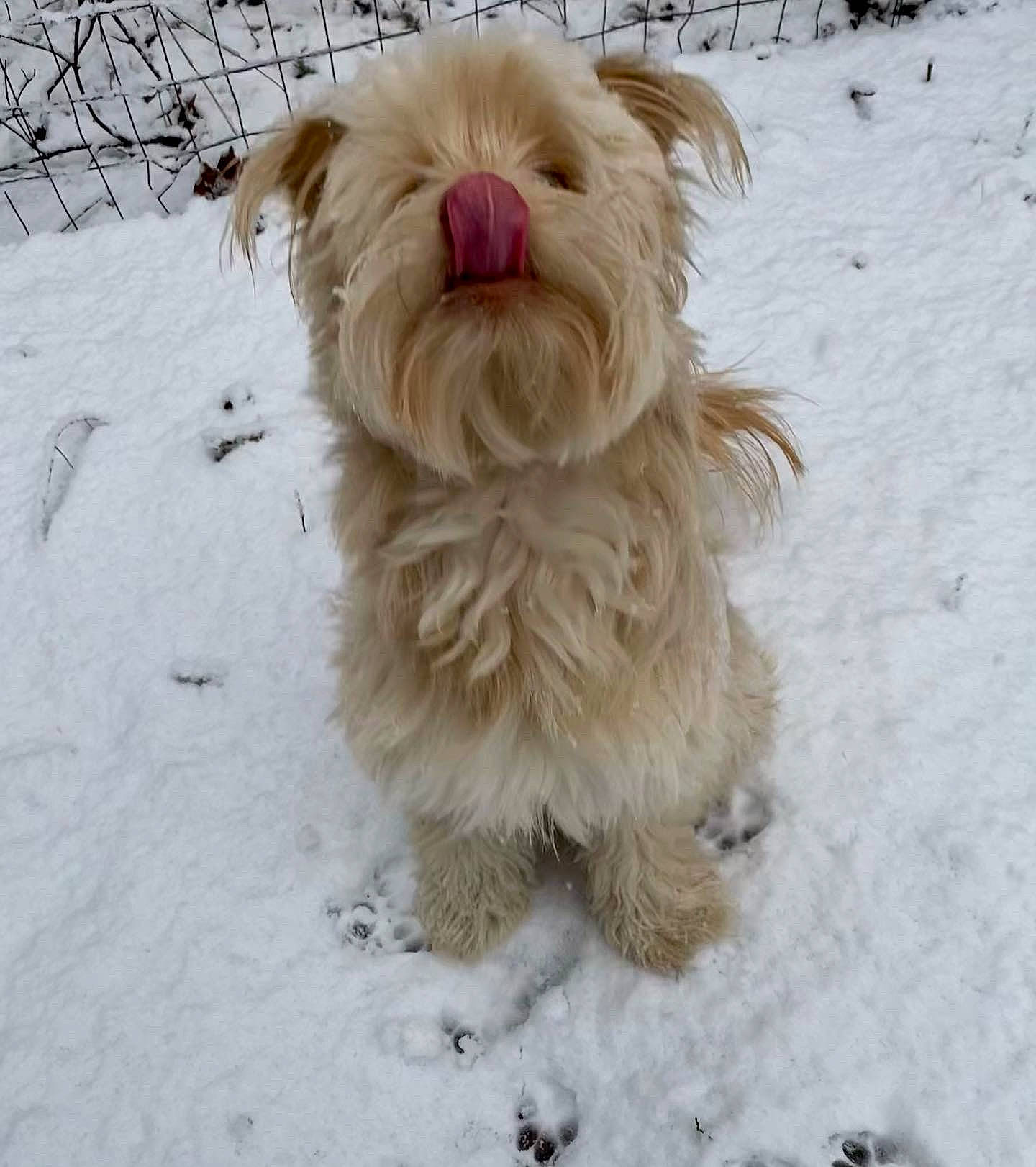 Freddie joined the competition — help win amazing prizes! ancient_dog_breeds, canidae, carnivore, companion_dog, dog, dog_breed, fawn, freezing, fur, liver, maltepoo, non_sporting_group, small_terrier, snout, snow, sporting_group, terrier, toy_dog, winter, working_animal