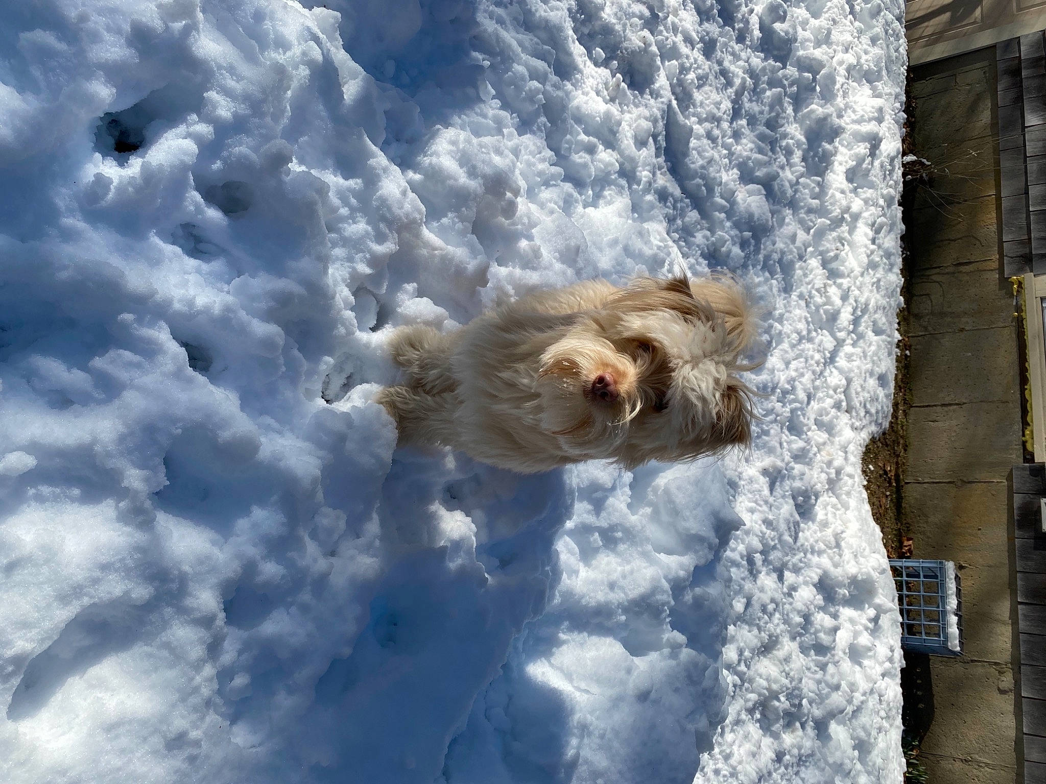 Freddie joined the competition — help win amazing prizes! building, carnivore, companion_dog, dog, dog_breed, freezing, frost, fun, fur, geological_phenomenon, ice, precipitation, recreation, reflection, sky, slope, snow, sporting_group, window, winter
