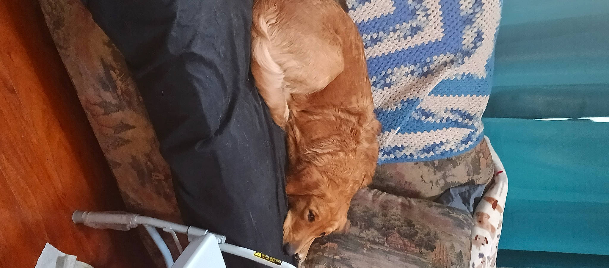 Bailey joined the competition — help win amazing prizes! canidae, carnivore, comfort, companion_dog, dog, dog_breed, fawn, felidae, foot, fur, human_leg, linens, liver, small_to_medium_sized_cats, sporting_group, tail, whiskers, wood, working_animal, wrinkle