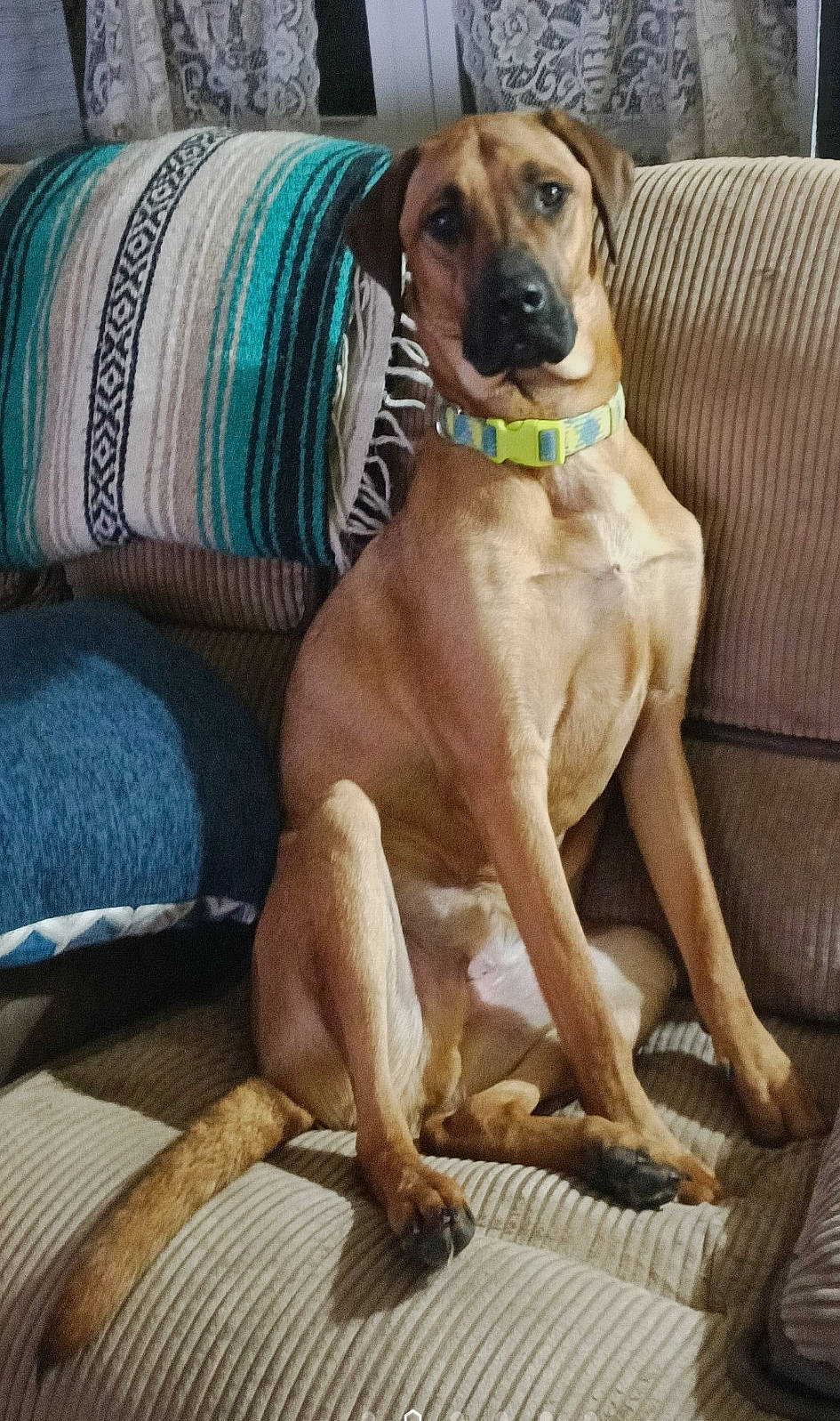 Charlie joined the competition — help win amazing prizes! art, carnivore, collar, comfort, companion_dog, dog, dog_breed, dog_collar, dog_supply, fawn, hound, liver, pet_supply, sighthound, sporting_group, whiskers, wood, woolen, working_animal, working_dog