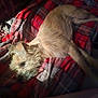 La Palmisano is registered to the contest to win money with this photo: animal, casual, comfort, companion, cozy, dog, fur, gray, indoor, light_brown, lying_down, pet, plaid_blanket, red, relaxed, resting, scruffy, side_view, soft_texture, warm_light