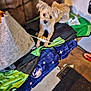 animal, blanket, colorful, companion, cozy, curious, cute, dog, domestic, ears, floor, fur, furniture, home, indoor, looking_up, pet, resting, small_dog, textile