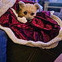 La Palmisano is registered to the contest to win money with this photo: animal, blanket, brown_fur, closeup, comfort, couch, cozy, cute, dog, face, fur, indoors, looking, pet, relaxing, sherpa, soft, velvet, warm, wrapped