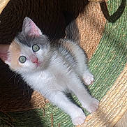 Maïa a rejoint le concours — aidez-le/la à gagner de superbes lots ! adorable, animal, basket, cat, cozy, cute, feline, fur, green_eyes, indoor, kitten, paws, pet, resting, shadow, small, sunlight, texture, woven_basket, young_animal