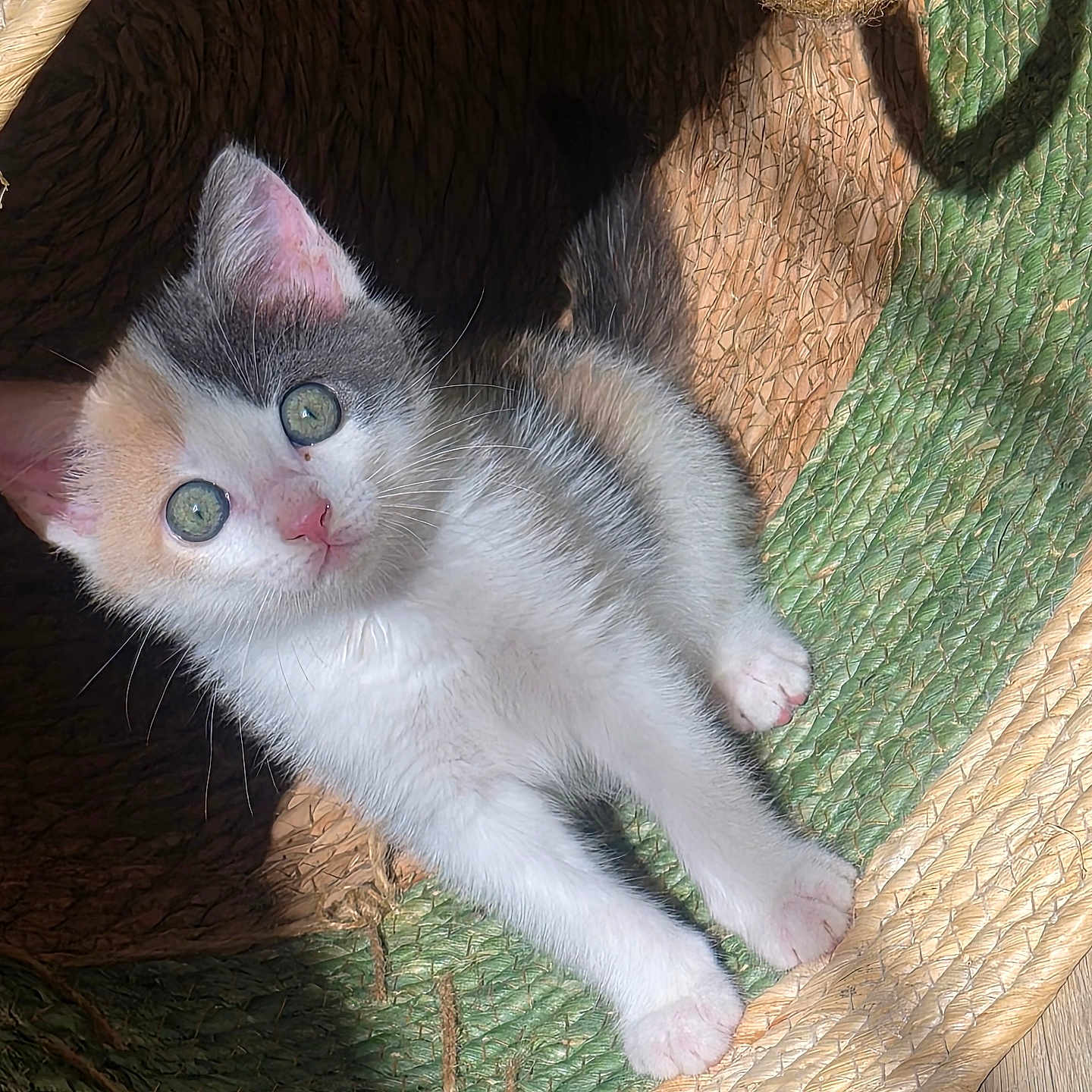 Maïa
