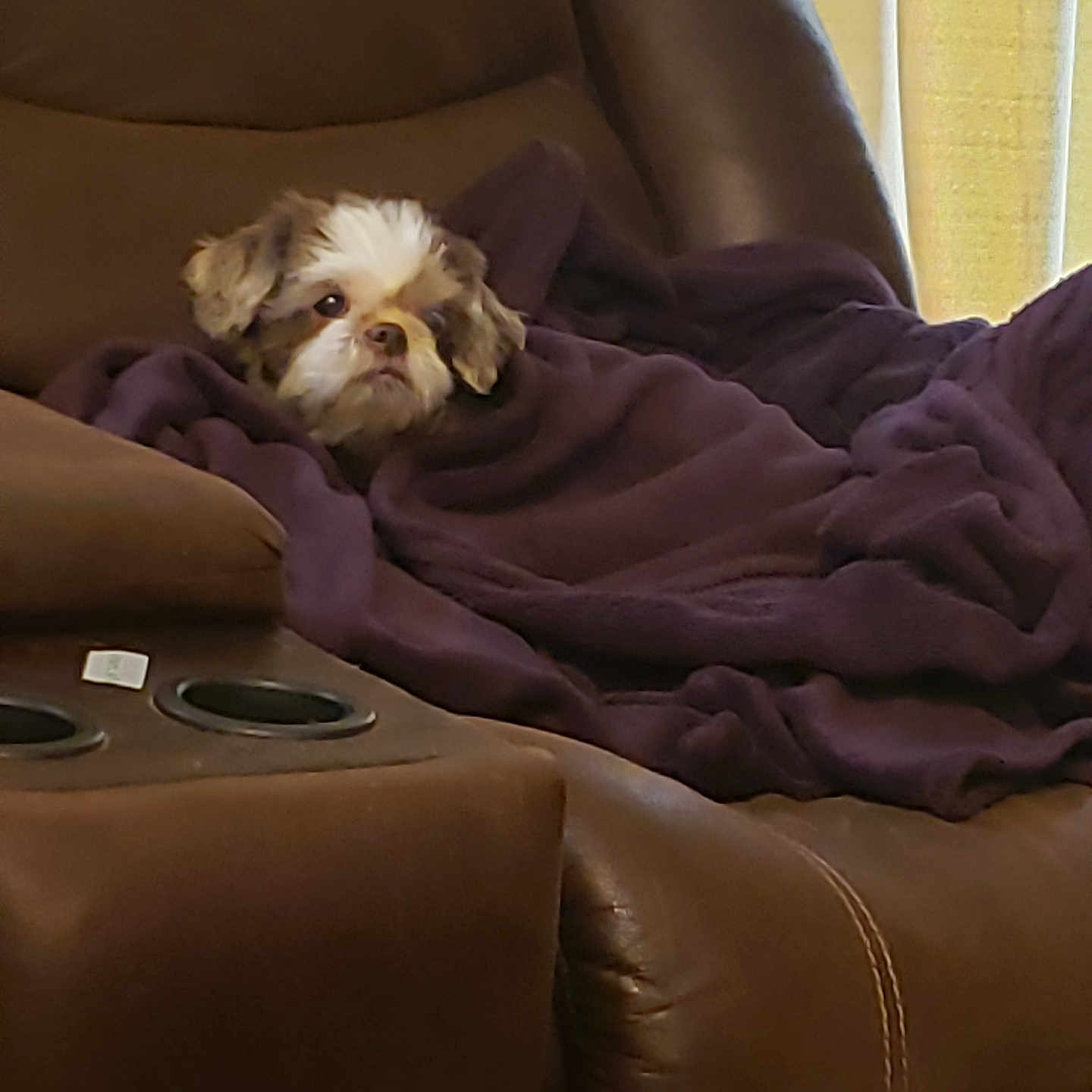 Kookie is registered to the contest to win money with this photo: animal, armchair, blanket, canine, cat, chair, cockerspaniel, couch, cushion, dog, furniture, homedecor, hound, papillon, person, pet, poodle, puppy, terrier, velvet