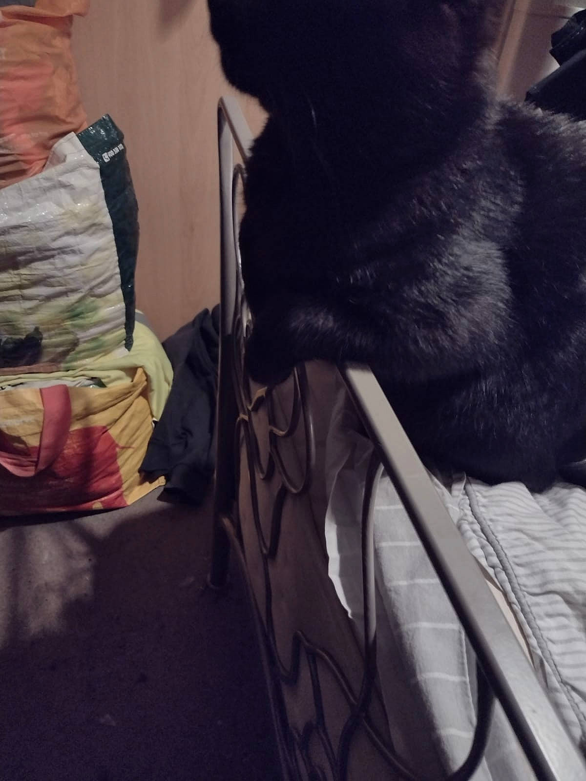 Loki is registered to the contest to win money with this photo: audio_equipment, black_cat, canidae, carnivore, cloud, comfort, companion_dog, dog_breed, domestic_short_haired_cat, felidae, fur, gesture, human_leg, room, sitting, small_to_medium_sized_cats, snout, sporting_group, tail, whiskers