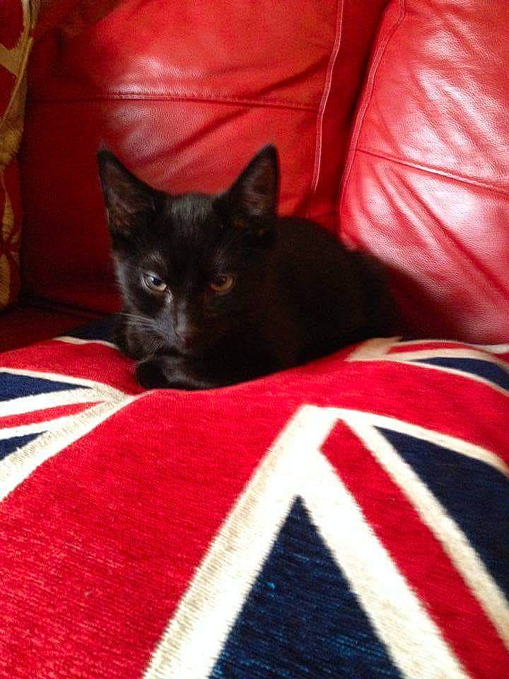 Loki joined the competition — help win amazing prizes! bedding, black_cat, bombay, carmine, carnivore, cat, cat_supply, comfort, domestic_short_haired_cat, felidae, flooring, fur, grey, linens, pattern, room, small_to_medium_sized_cats, snout, tail, whiskers