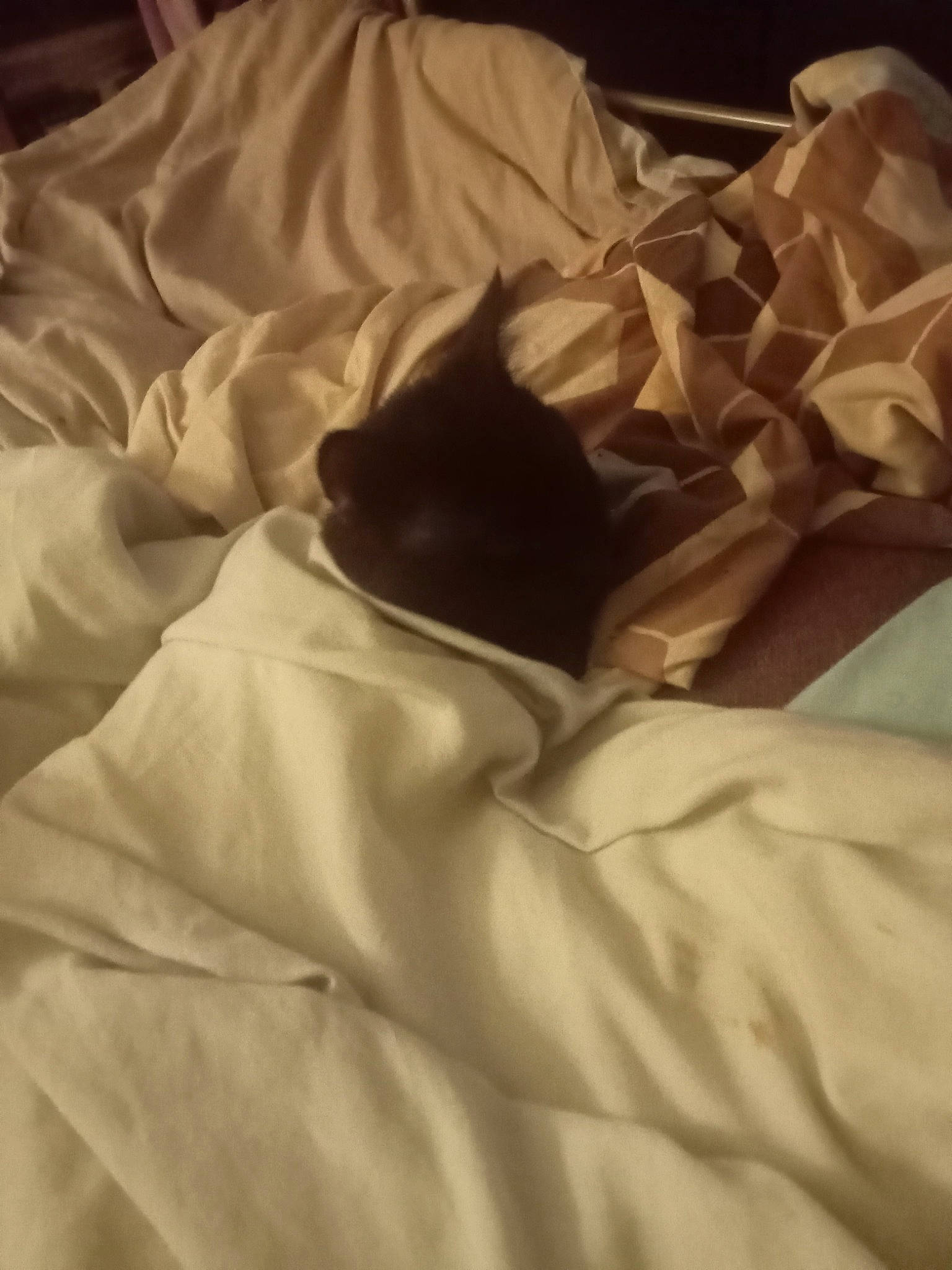 Loki is registered to the contest to win money with this photo: bed_sheet, bedding, beige, brown, canidae, carnivore, cat, comfort, duvet, felidae, fur, grey, linens, nap, room, small_to_medium_sized_cats, tail, tints_and_shades, whiskers, wood