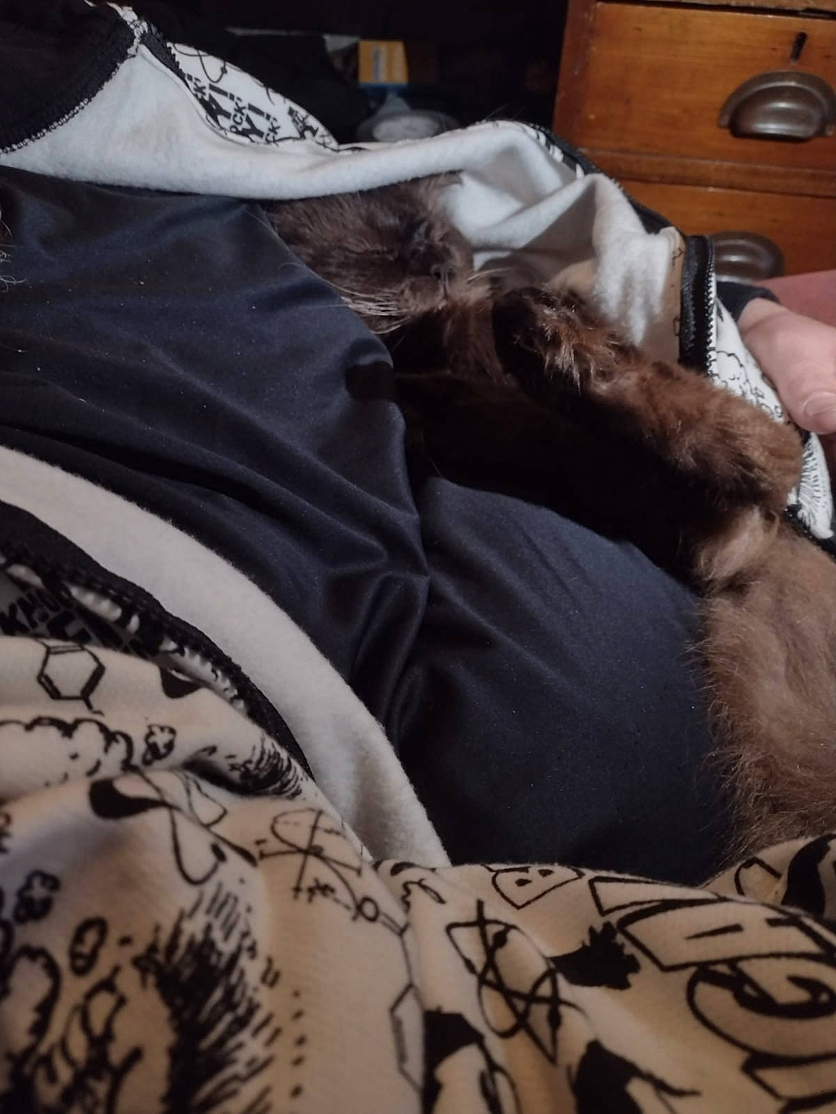 Henry joined the competition — help win amazing prizes! bedding, cabinetry, chest_of_drawers, comfort, companion_dog, couch, drawer, duvet, felidae, grey, hardwood, human_leg, linens, room, sleeve, small_to_medium_sized_cats, t_shirt, thigh, watch, wood