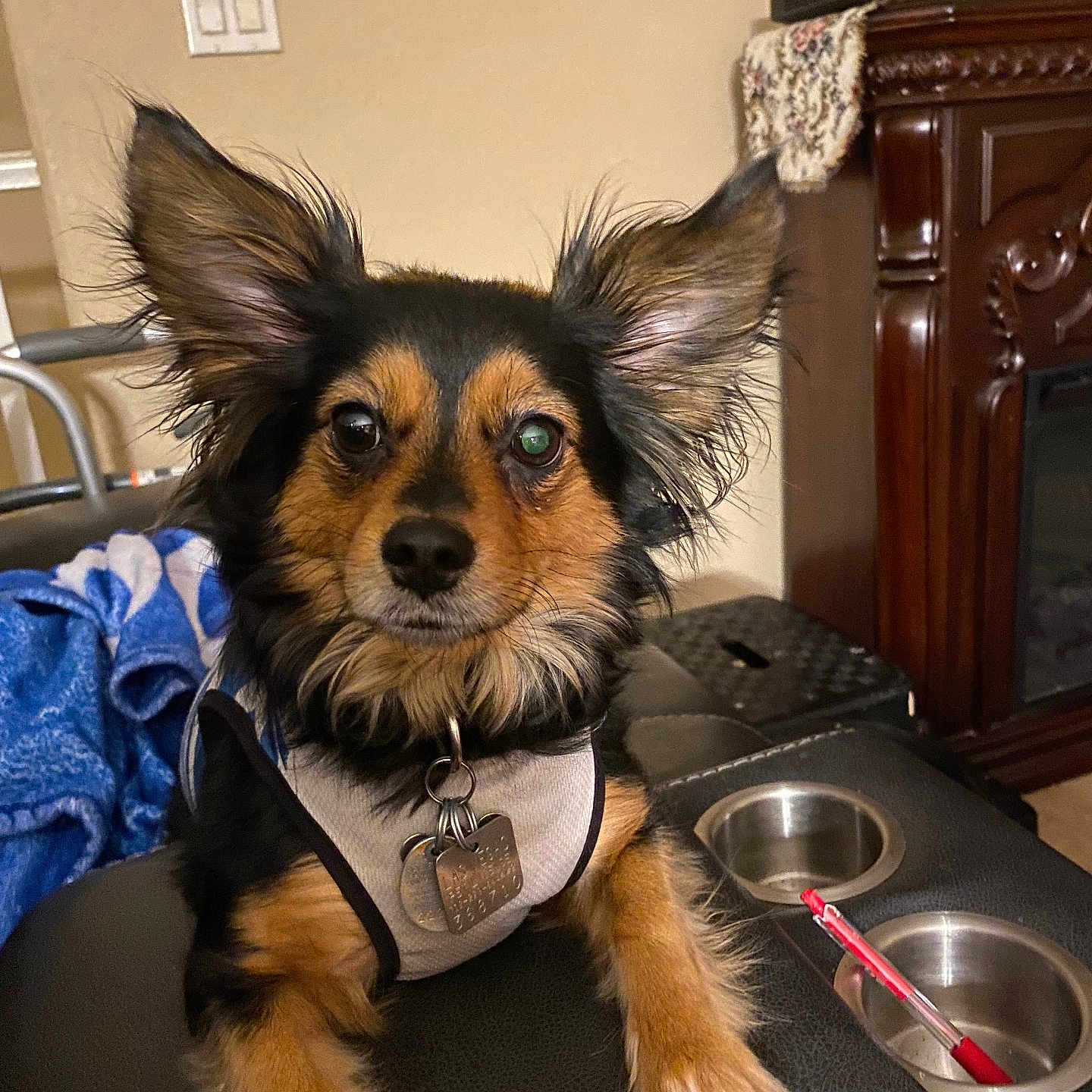 Buffy joined the competition — help win amazing prizes! animal, black_leather, blanket, couch, cup_holder, cute, dog, ears, face, front_view, fur, harness, indoors, living_room, pen, pet, relaxed, small_dog, tags, wooden_furniture