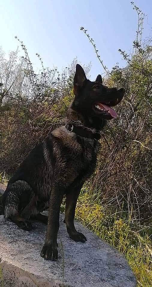 Raven participe au concours pour gagner de l'argent avec cette photo : black_norwegian_elkhound, borador, canidae, carnivore, collar, dog, dog_breed, guard_dog, herding_dog, plant, sky, snout, sporting_group, tail, terrestrial_animal, tree, walking, wildlife, working_animal, working_dog