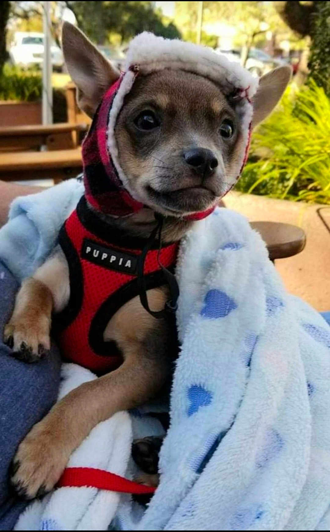 Brutus