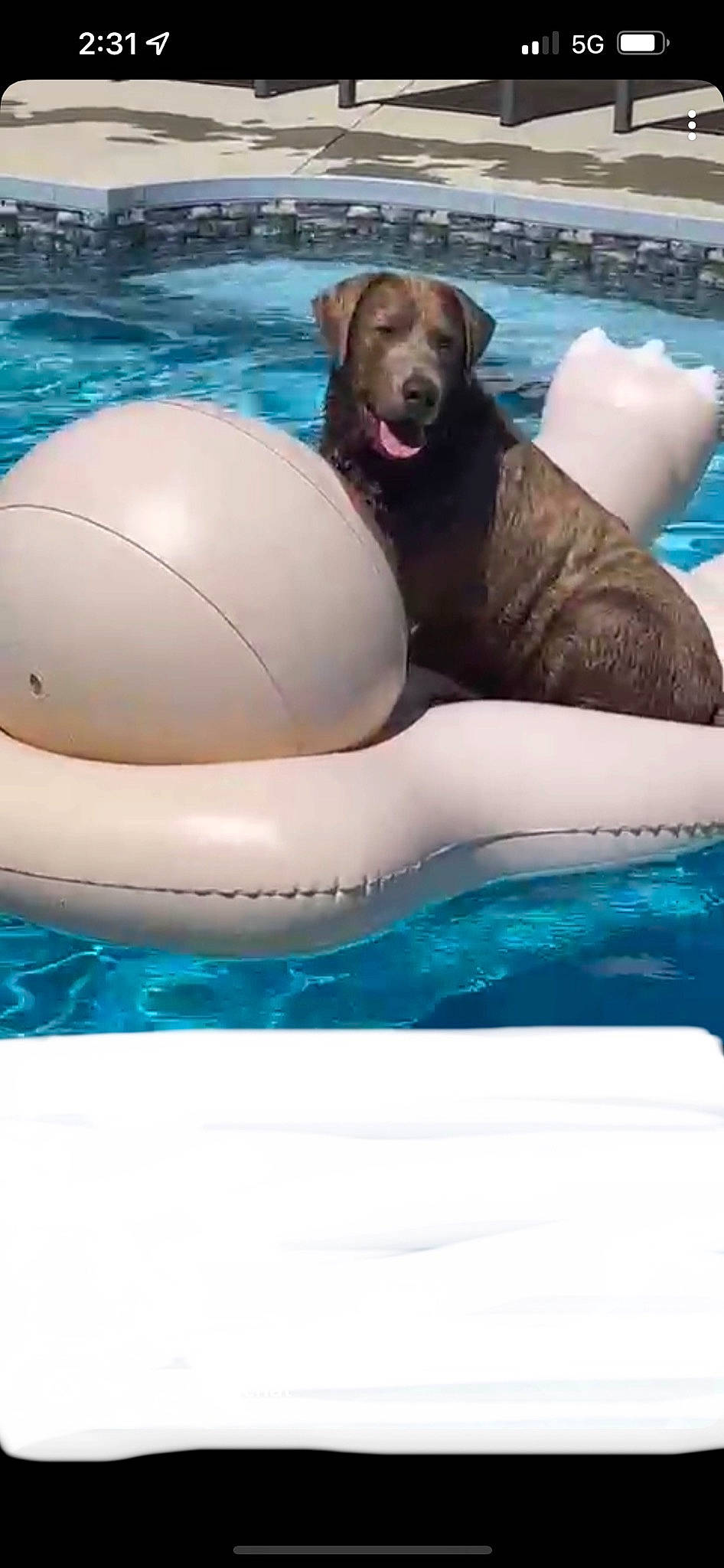 Brady is registered to the contest to win money with this photo: aqua, ball, blue, carnivore, circle, comfort, companion_dog, dog, fun, inflatable, leisure, liquid, mammal, recreation, smile, swimming_pool, vehicle, vertebrate, water, working_animal