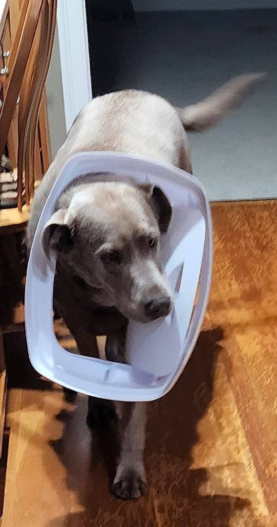 Brady is registered to the contest to win money with this photo: canidae, carnivore, collar, companion_dog, dog, dog_breed, dog_collar, dog_supply, fawn, flooring, hardwood, paw, pet_supply, snout, sporting_group, table, tail, toy_dog, wood, working_animal