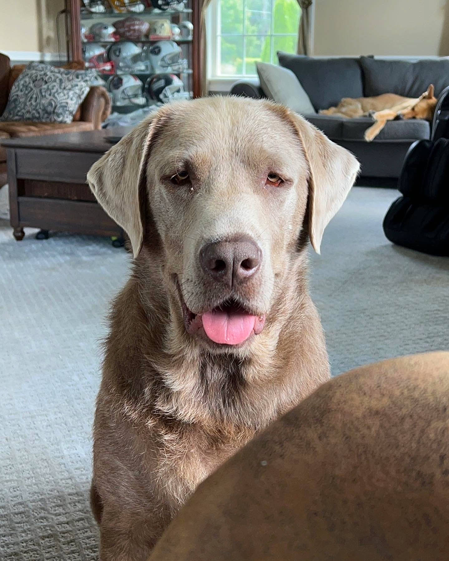 Brady is registered to the contest to win money with this photo: bag, canidae, carnivore, collar, comfort, companion_dog, couch, dog, dog_breed, fawn, flooring, fur, liver, luggage_and_bags, picture_frame, plant, smile, snout, whiskers, working_animal