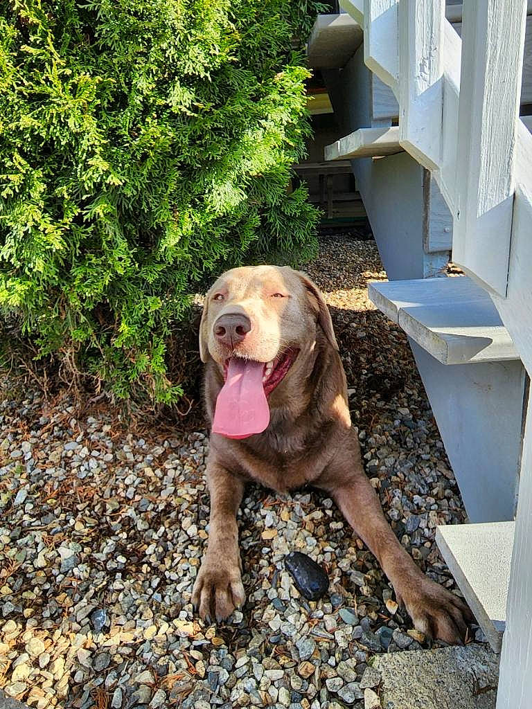 Brady joined the competition — help win amazing prizes! canidae, carnivore, collar, companion_dog, dog, dog_breed, dog_collar, dog_supply, fawn, gun_dog, liver, pet_supply, plant, snout, soil, sporting_group, tail, tree, wood, working_animal