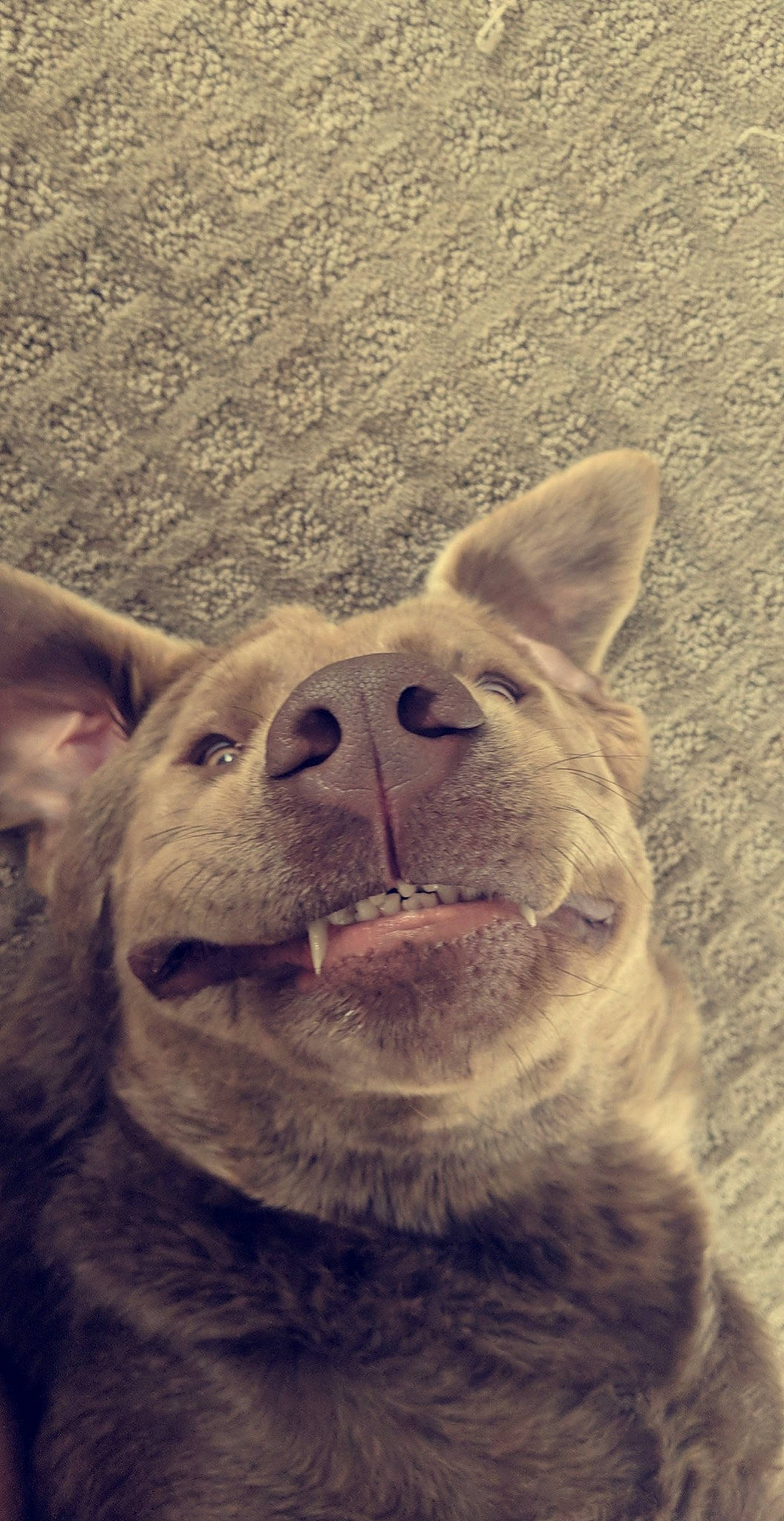 Brady is registered to the contest to win money with this photo: big_cats, carnivore, dog_breed, eye, fawn, felidae, fur, grass, happy, head, nose, sky, small_to_medium_sized_cats, smile, snout, terrestrial_animal, whiskers, wood, working_animal, wrinkle