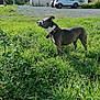 dog, grass, leash, outdoor, daylight, car, vehicle, greenery, sky, sunlight, nature, pet, canine, collar, field, building, road, parking, trees, fence