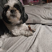 Lili participe au concours pour gagner de l'argent avec cette photo : dog, black_and_white, fluffy, chew_stick, blanket, bed, indoor, pet, fur, paw, cozy, resting, animal, cute, companion, home, relaxed, small_dog, toy, furniture