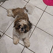 Ananas participe au concours pour gagner de l'argent avec cette photo : dog, pet, floor, tile, indoor, fur, cute, animal, mammal, small_dog, looking_up, playful, toy, pink_mat, home, curious, scruffy, white_fur, brown_fur, black_fur