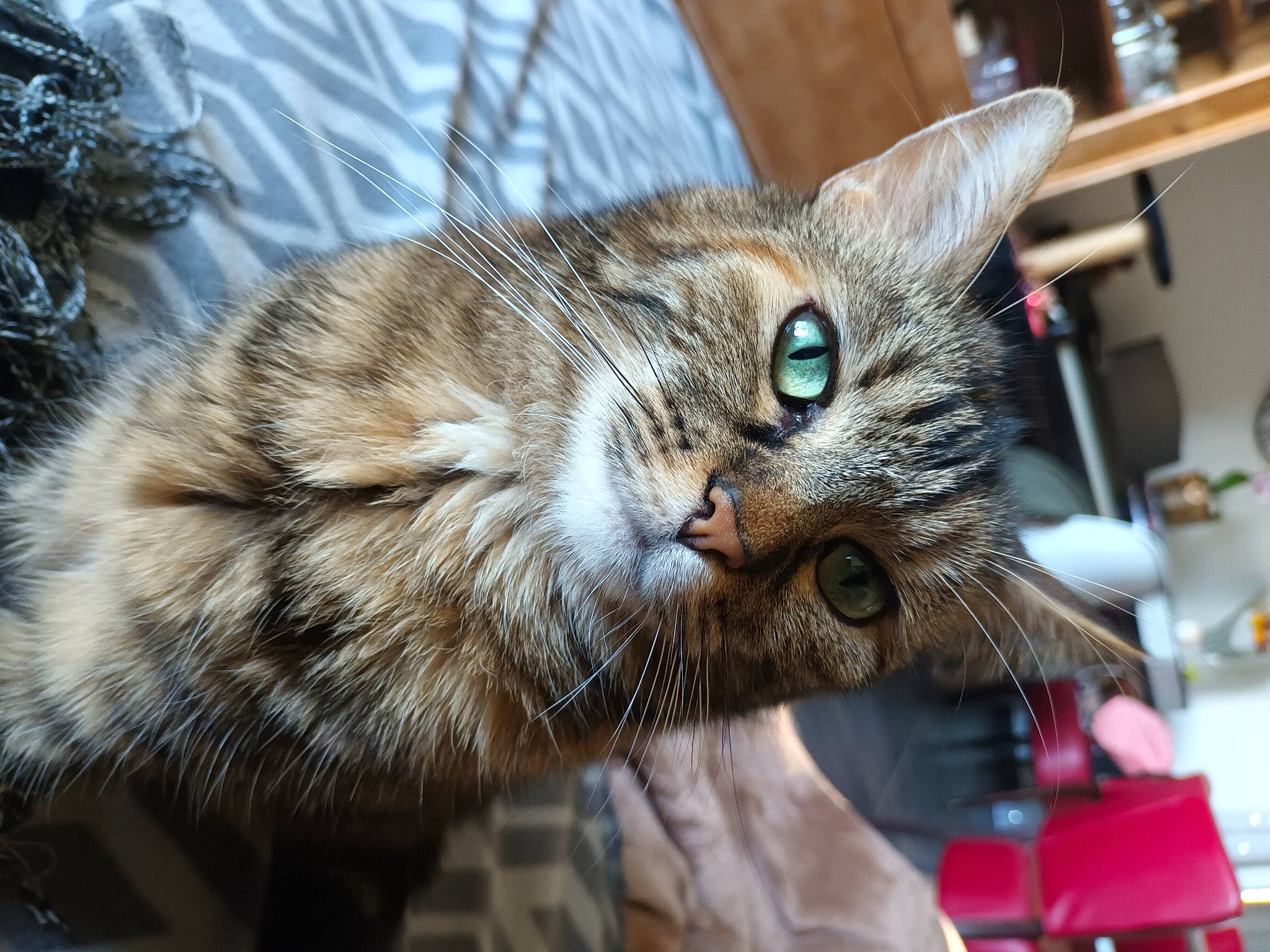 Ohana participe au concours pour gagner de l'argent avec cette photo : carnivore, cat, claw, domestic_short_haired_cat, felidae, fur, paw, plant, small_to_medium_sized_cats, tail, tree, whiskers, wildlife, window