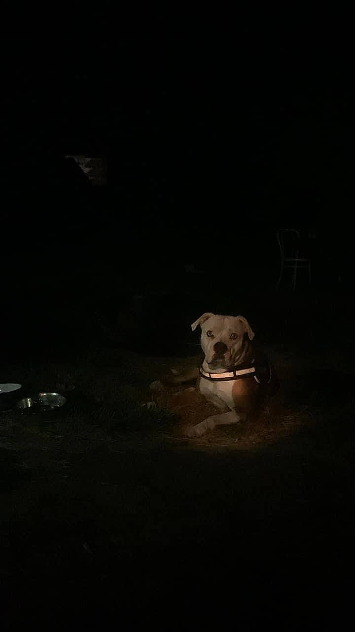 Raoul participe au concours pour gagner de l'argent avec cette photo : asphalt, automotive_lighting, canidae, carnivore, darkness, dog_breed, flash_photography, flooring, landscape, midnight, night, road_surface, shadow, snout, space, sporting_group, terrestrial_animal, tints_and_shades, wood, working_animal