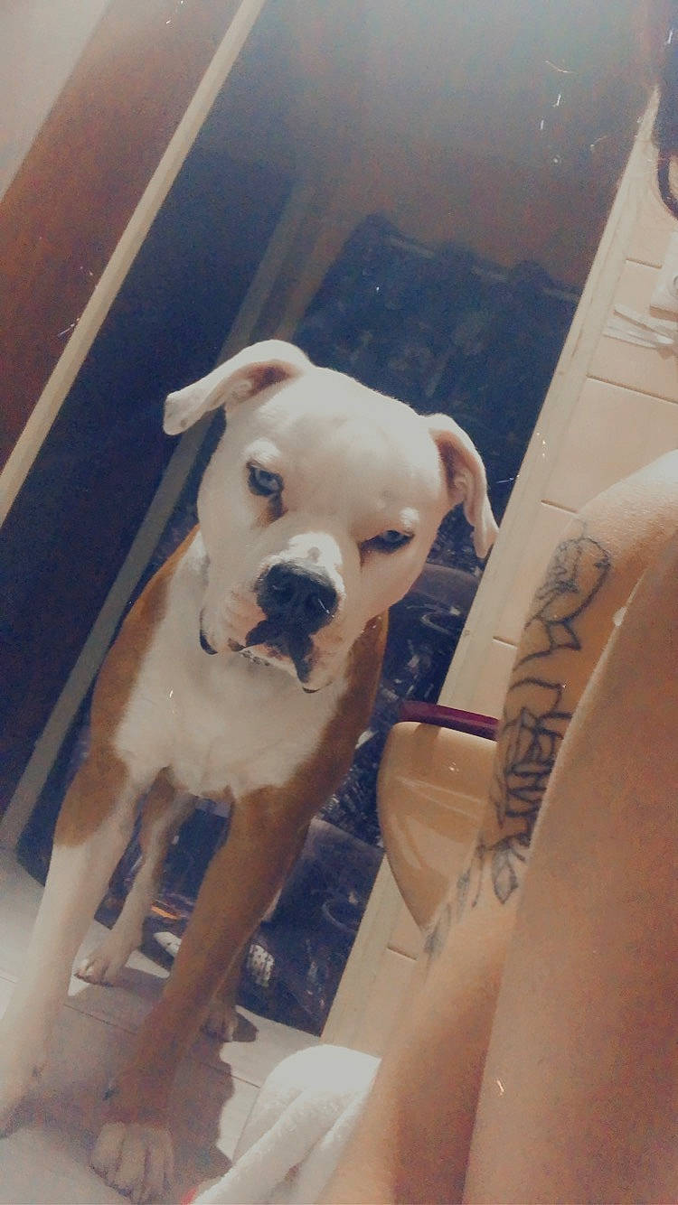 Raoul a rejoint le concours — aidez-le/la à gagner de superbes lots ! ancient_dog_breeds, canidae, carnivore, chest, companion_dog, dog, dog_breed, dog_collar, fawn, flooring, guard_dog, human_leg, non_sporting_group, selfie, sporting_group, temporary_tattoo, thigh, toy_dog, trunk, working_animal