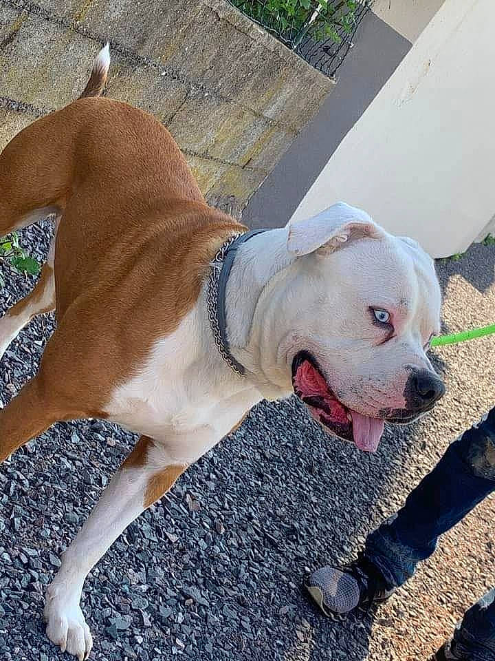 Raoul a rejoint le concours — aidez-le/la à gagner de superbes lots ! canidae, carnivore, collar, companion_dog, dog, dog_breed, dog_clothes, dog_collar, dog_supply, fashion_accessory, fawn, leash, non_sporting_group, pet_supply, plant, snout, sporting_group, tail, whiskers, working_animal