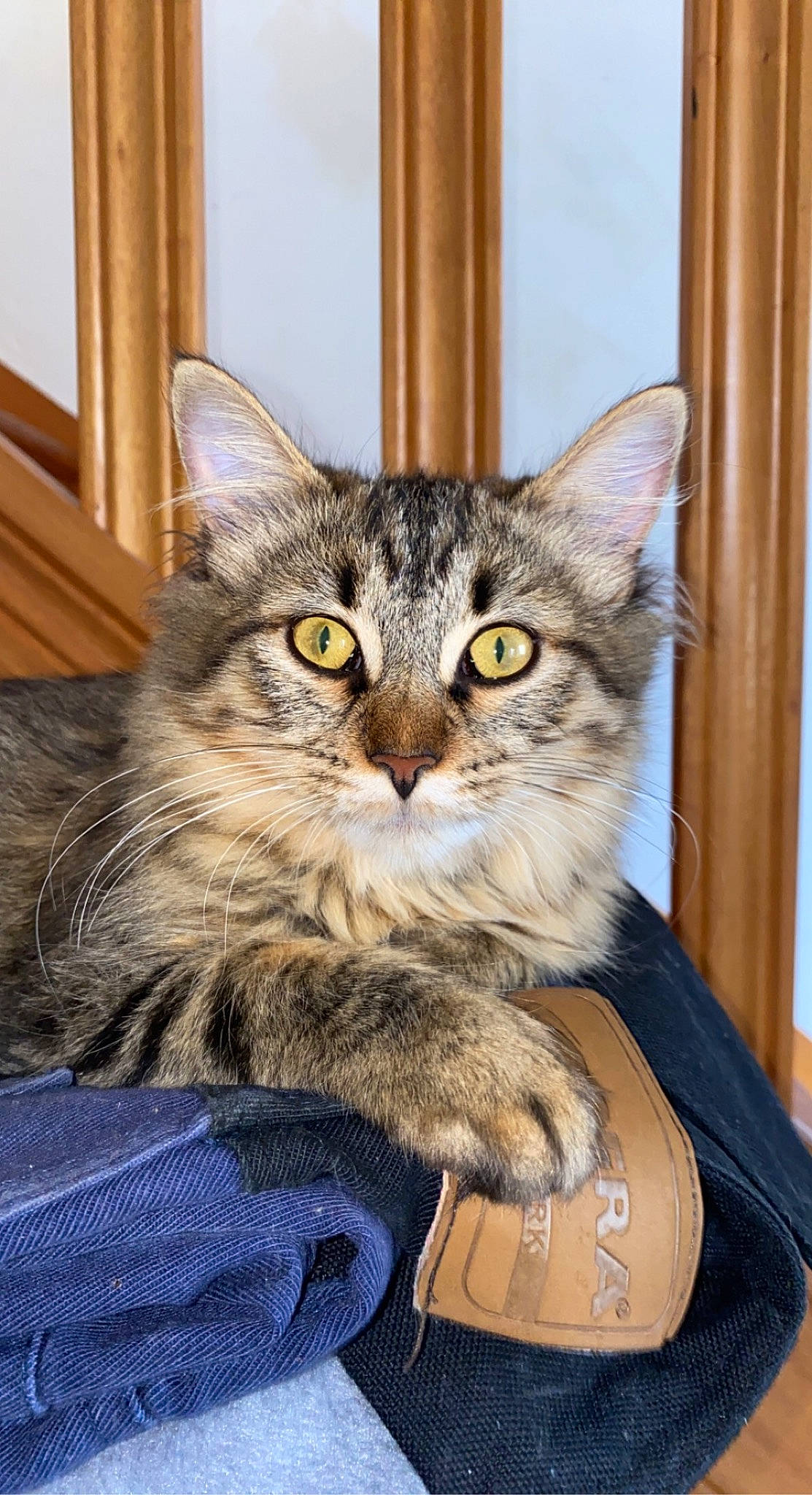 Choupette a rejoint le concours — aidez-le/la à gagner de superbes lots ! carnivore, cat, chair, claw, comfort, domestic_short_haired_cat, door, drawer, felidae, fur, paw, sitting, small_to_medium_sized_cats, snout, tail, terrestrial_animal, whiskers, window, wood