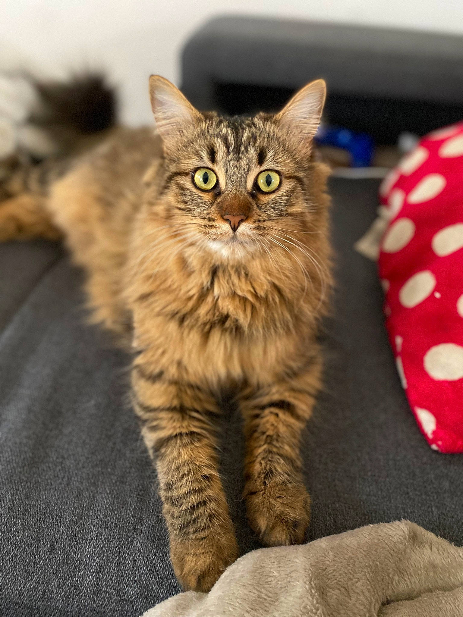 Choupette a rejoint le concours — aidez-le/la à gagner de superbes lots ! carnivore, cat, claw, domestic_short_haired_cat, felidae, fur, maine_coon, paw, small_to_medium_sized_cats, snout, tail, terrestrial_animal, whiskers, wildlife, wood