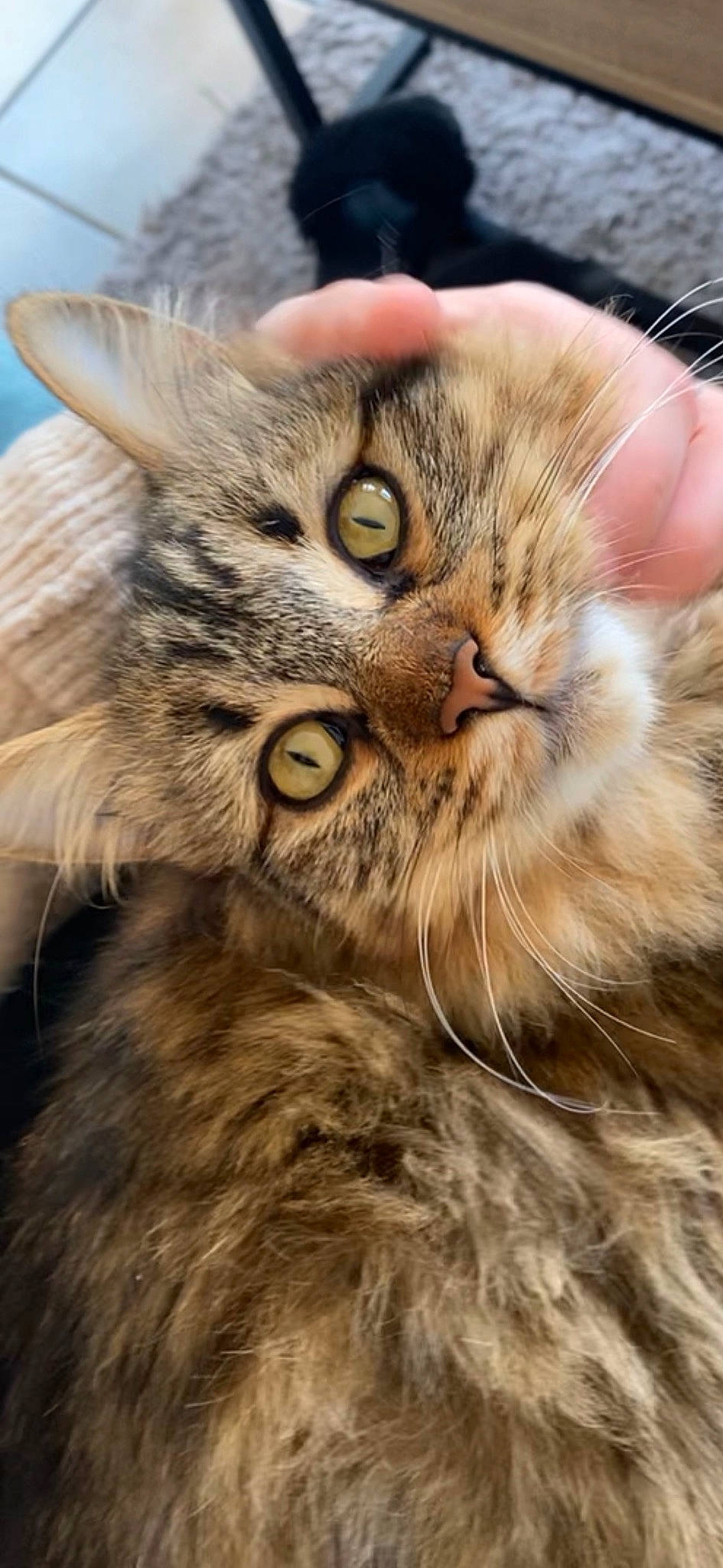 Choupette participe au concours pour gagner de l'argent avec cette photo : carnivore, cat, domestic_short_haired_cat, eye, felidae, fur, hair, head, maine_coon, plant, siberian, small_to_medium_sized_cats, snout, terrestrial_animal, whiskers, wildlife