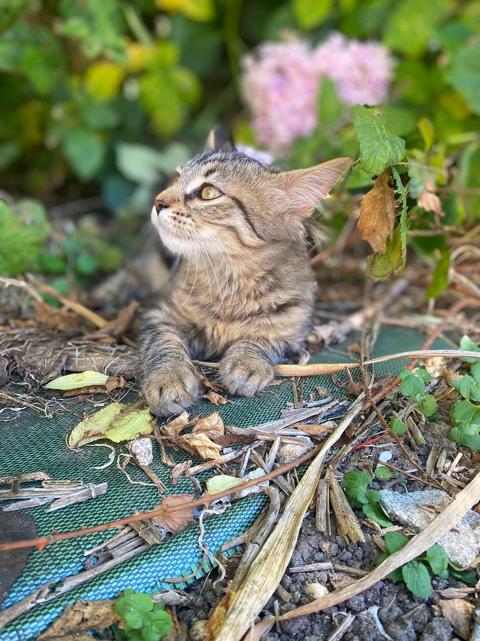 Choupette participe au concours pour gagner de l'argent avec cette photo : carnivore, cat, claw, domestic_short_haired_cat, fawn, felidae, fur, grass, groundcover, plant, rodent, small_to_medium_sized_cats, snout, soil, squirrel, tail, terrestrial_animal, twig, whiskers, wood