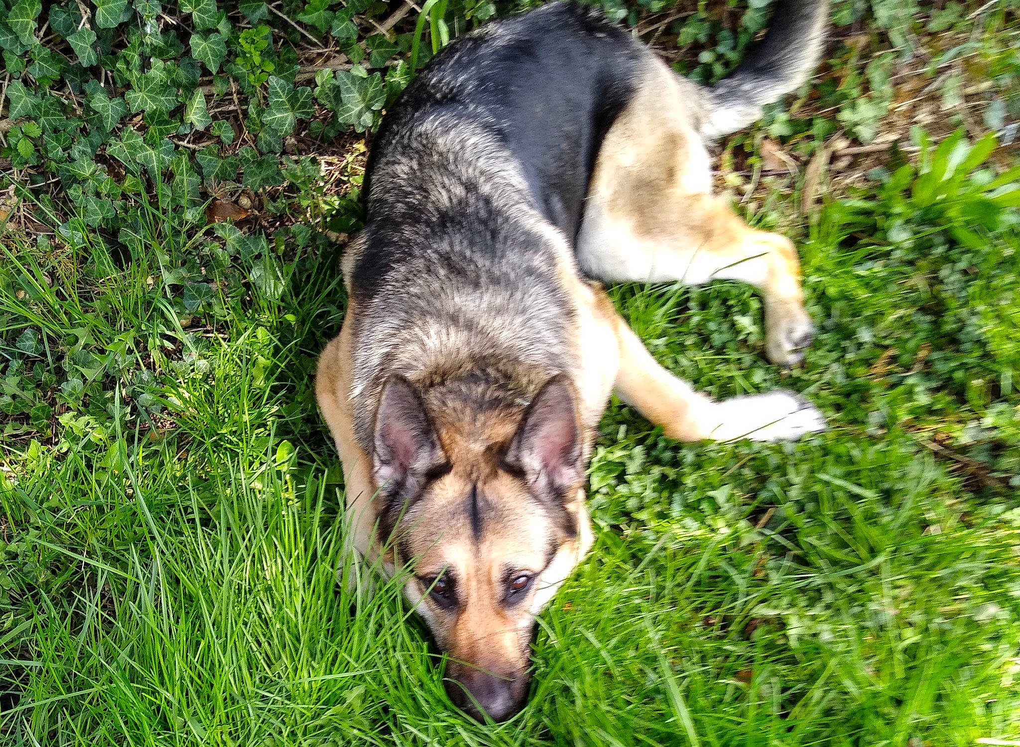 Eros joined the competition — help win amazing prizes! canidae, canis, carnivore, dog, dog_breed, east_european_shepherd, fawn, fur, german_shepherd_dog, grass, groundcover, mammal, plant, snout, sporting_group, tail, terrestrial_animal, vertebrate, wolf, working_dog
