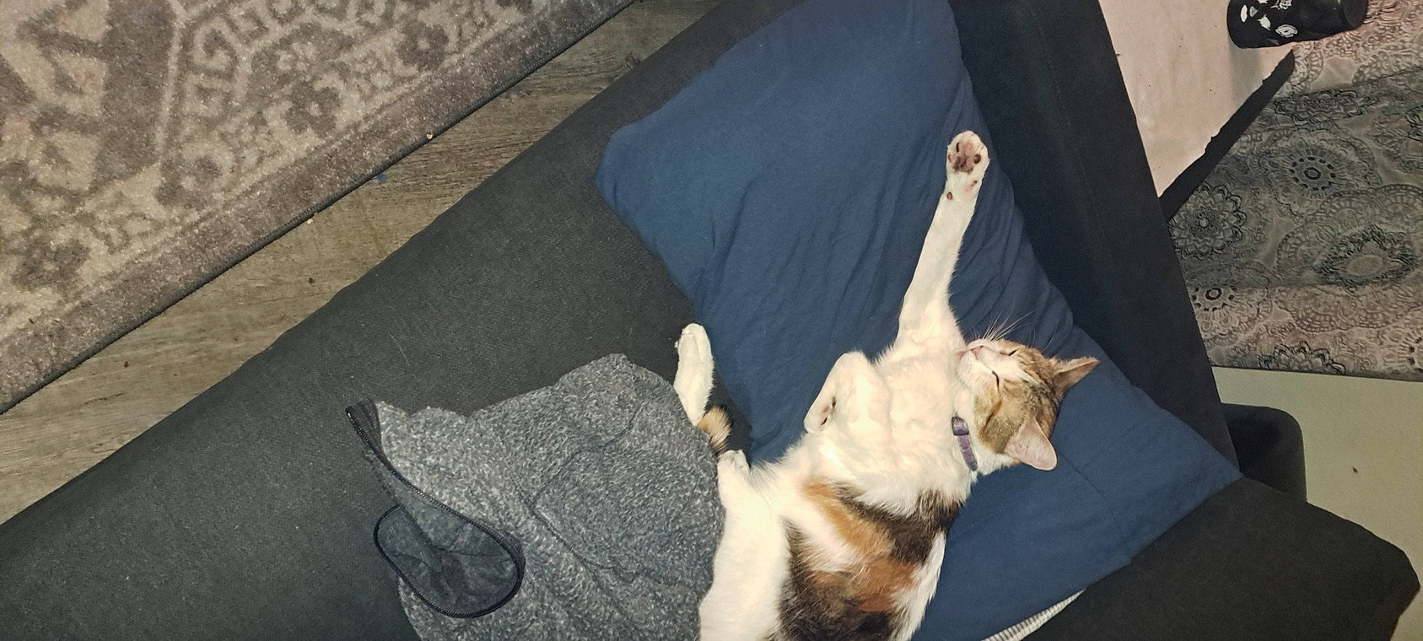 Random is registered to the contest to win money with this photo: canidae, carnivore, cat, comfort, companion_dog, dog_breed, domestic_short_haired_cat, fawn, felidae, flooring, fur, linens, paw, road_surface, small_to_medium_sized_cats, sporting_group, tail, tree, whiskers, wood