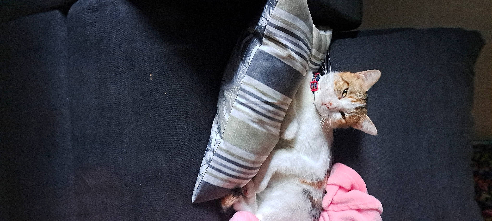 Random joined the competition — help win amazing prizes! car_seat, carnivore, cat, comfort, fawn, felidae, foot, fur, human_leg, knee, leg, linens, musical_instrument, paw, sitting, small_to_medium_sized_cats, tail, thigh, whiskers, window