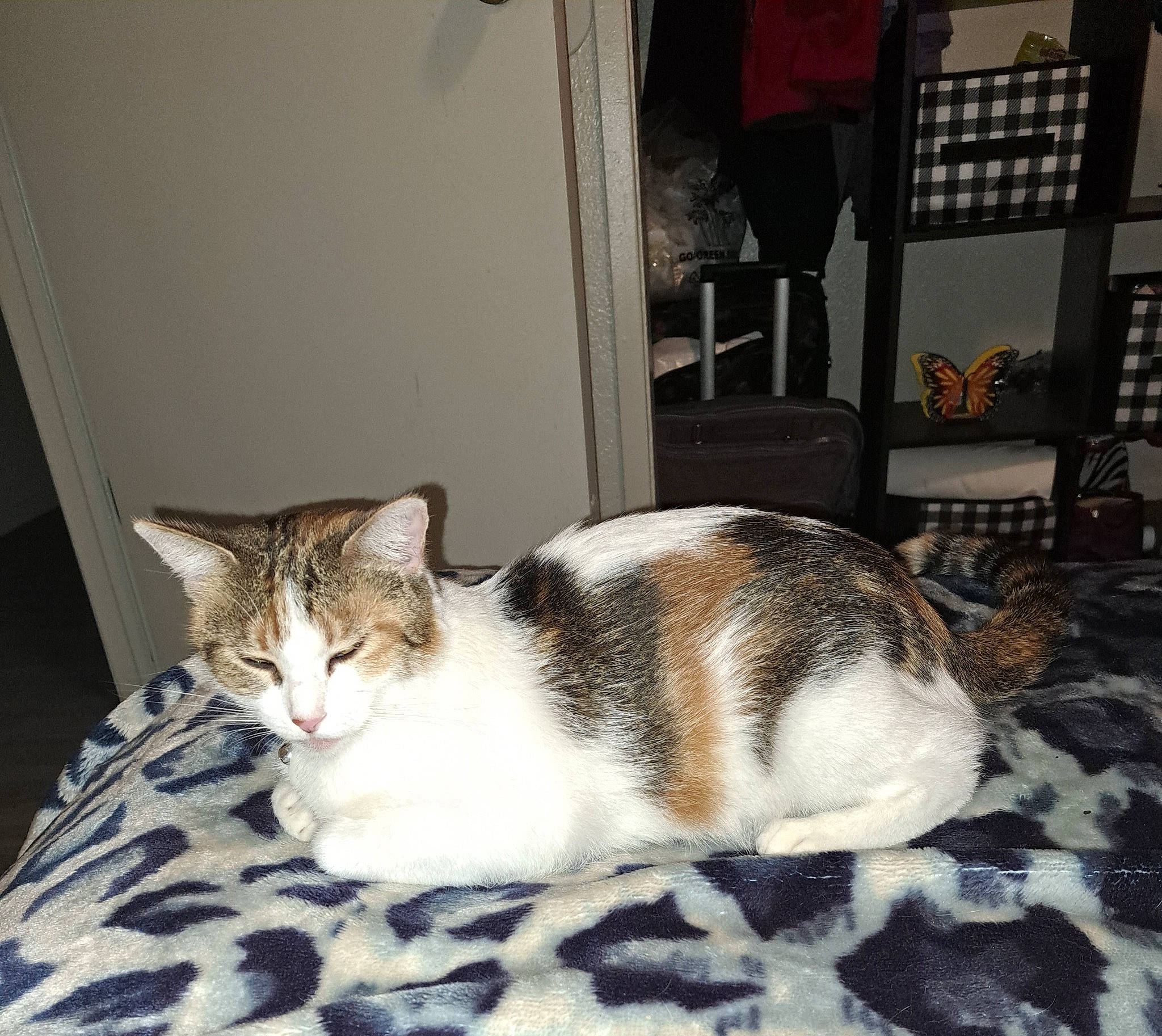 Random is registered to the contest to win money with this photo: carnivore, cat, comfort, domestic_short_haired_cat, door, felidae, floor, flooring, fur, linens, paw, room, sitting, small_to_medium_sized_cats, snout, tail, terrestrial_animal, whiskers, window, wood