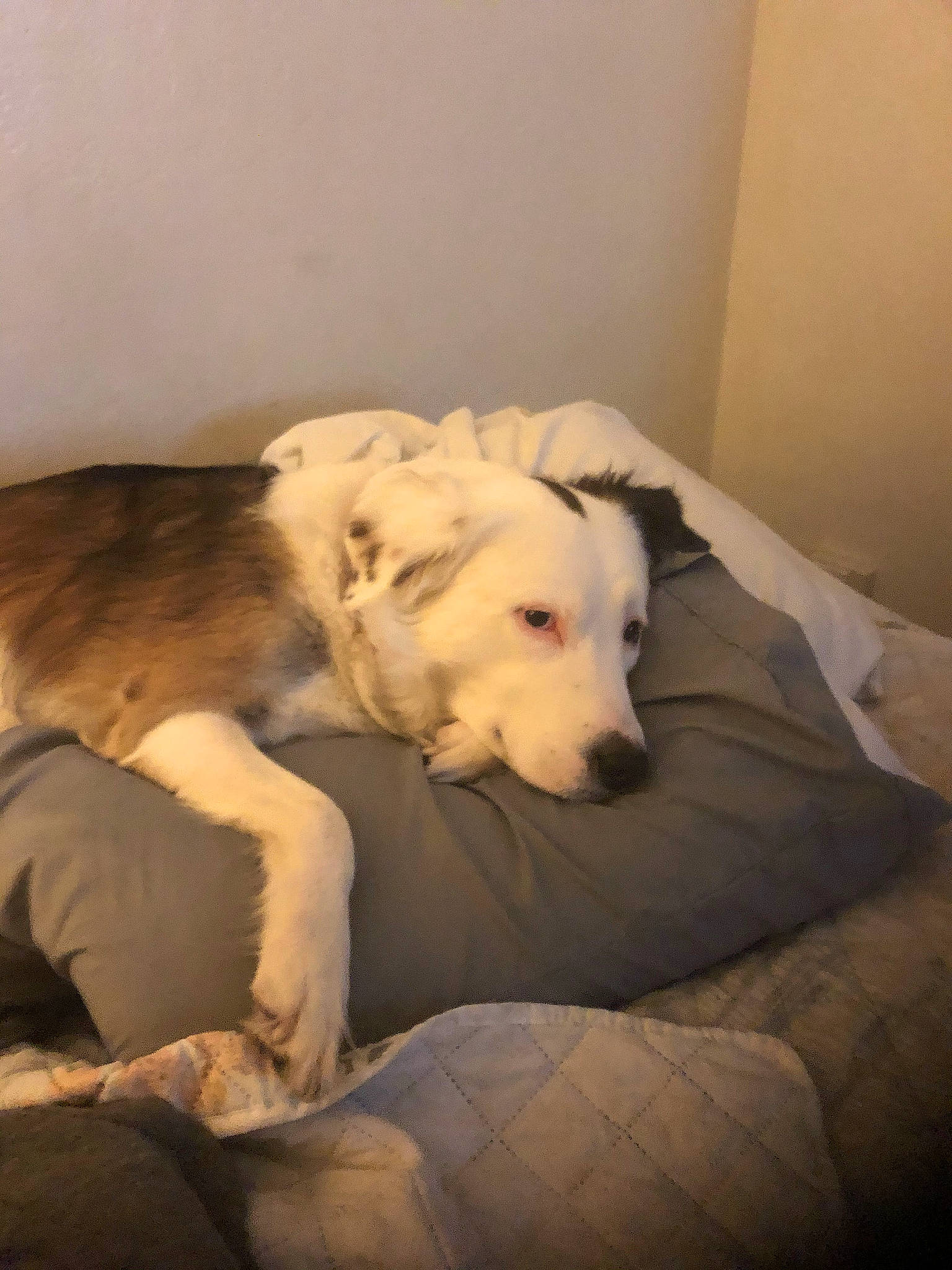 Sophia joined the competition — help win amazing prizes! canidae, carnivore, comfort, companion_dog, couch, dog, dog_breed, fawn, flooring, fur, guard_dog, nap, non_sporting_group, room, snout, sporting_group, tail, terrestrial_animal, wood, working_animal