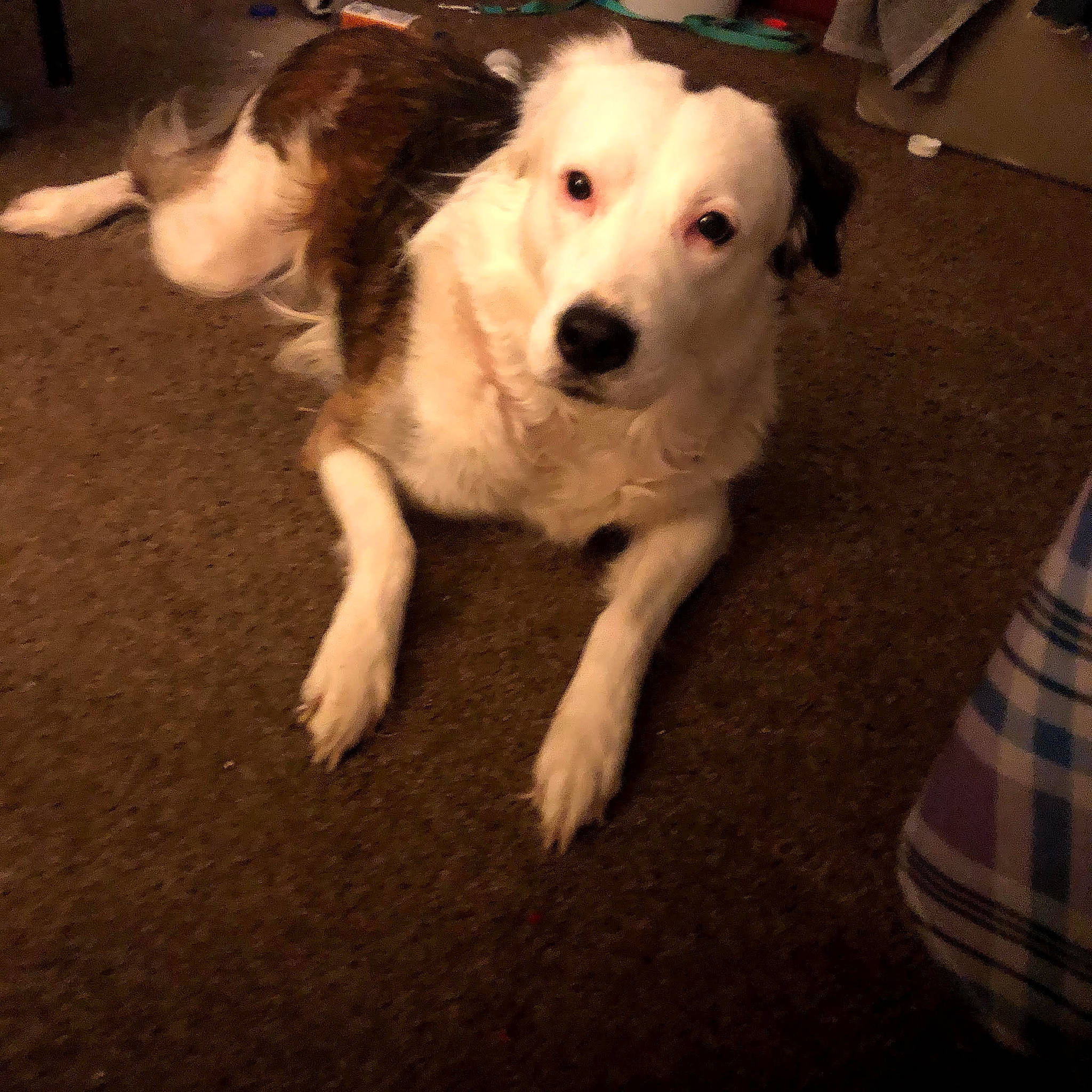 Sophia is registered to the contest to win money with this photo: canidae, carnivore, companion_dog, dog, dog_breed, fawn, flooring, fur, happy, mammal, paw, road_surface, shadow, snout, sporting_group, tail, tartan, vertebrate, working_animal, working_dog