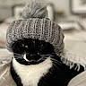 cat, tuxedo_cat, knit_hat, gray_hat, pom_pom, black_and_white, pet, cozy, indoor, blanket, feline, cute, resting, animal, portrait, warm, fashion, comfy, domestic_cat, soft_texture
