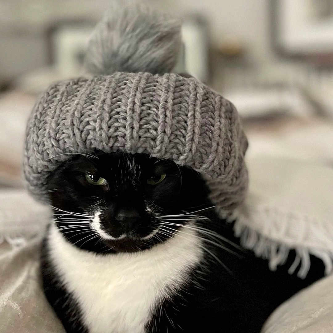 Zorro a rejoint le concours — aidez-le/la à gagner de superbes lots ! cat, tuxedo_cat, knit_hat, gray_hat, pom_pom, black_and_white, pet, cozy, indoor, blanket, feline, cute, resting, animal, portrait, warm, fashion, comfy, domestic_cat, soft_texture