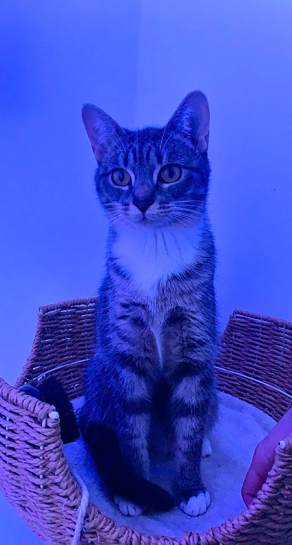 Alita a rejoint le concours — aidez-le/la à gagner de superbes lots ! azure, blue, carnivore, cat, domestic_short_haired_cat, door, electric_blue, felidae, freezing, fur, purple, small_to_medium_sized_cats, snout, tail, terrestrial_animal, whiskers, wildlife, window