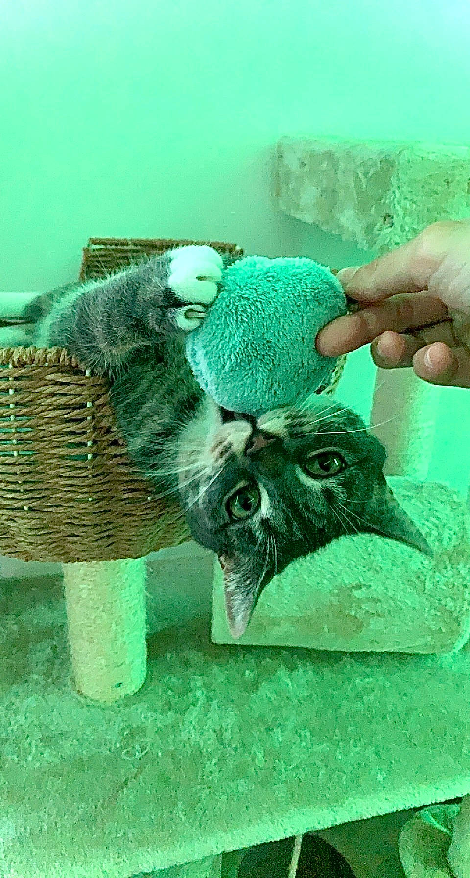 Alita a rejoint le concours — aidez-le/la à gagner de superbes lots ! aqua, art, artifact, fashion_accessory, fawn, fur, grass, green, organism, owl, plush, sculpture, snout, stuffed_toy, tail, terrestrial_animal, toy, visual_arts, wildlife, wool