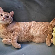 Ernest .aka. Big Ern is registered to the contest to win money with this photo: abyssinian, angora, animal, blanket, cat, couch, cushion, furniture, homedecor, kitten, manx, person, pet, siamese, sleeping, wood