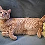 abyssinian, angora, animal, blanket, cat, couch, cushion, furniture, homedecor, kitten, manx, person, pet, siamese, sleeping, wood