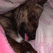 Ghost a rejoint le concours — aidez-le/la à gagner de superbes lots ! animal, bed, blanket, bodypart, canine, couch, dog, face, furniture, head, hound, mouth, person, pet, photography, portrait, puppy, quilt, sleeping, towel